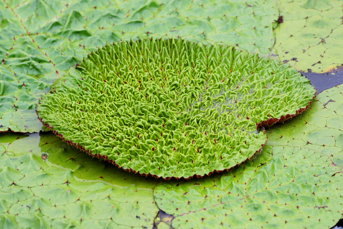 荷花池绿色莲蓬图片