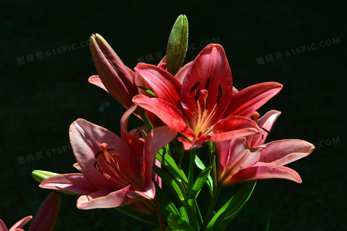 开放百合花花朵图片