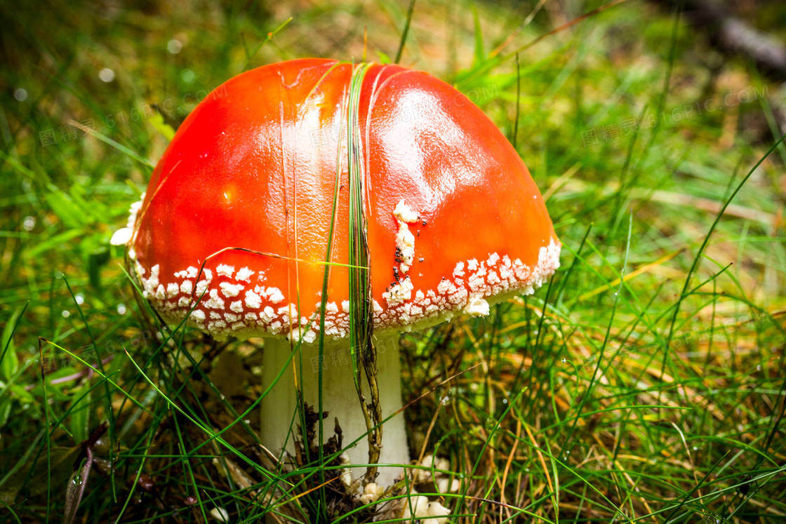 草地野生红色毒蘑菇图片