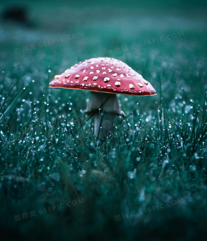 雨后草地蘑菇图片