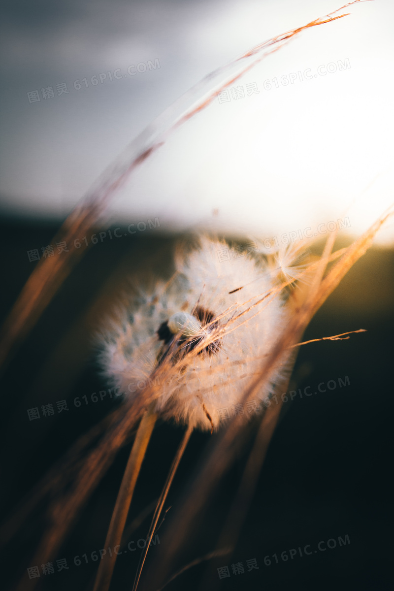 白色蒲公英摄影图片