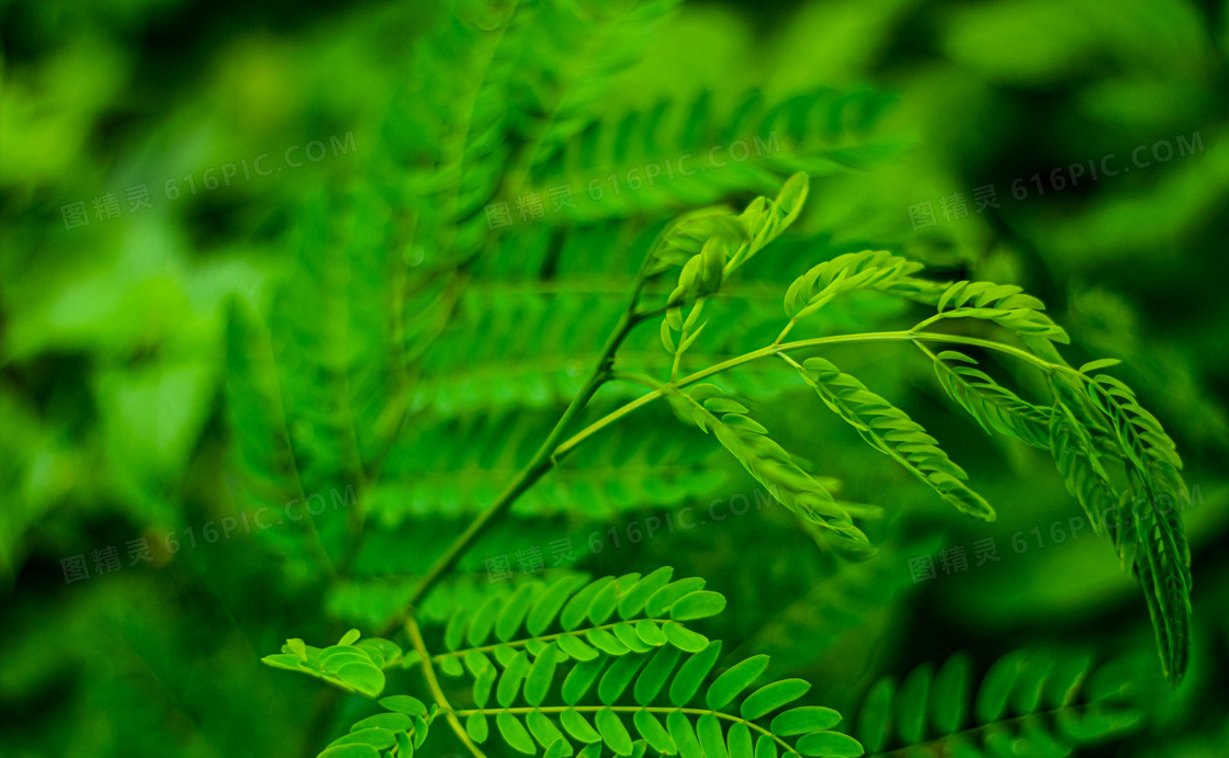 翠绿植物叶子图片