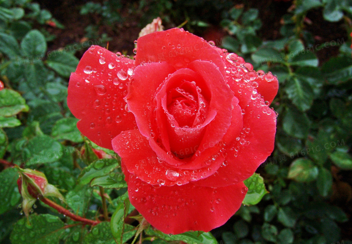 雨后红玫瑰花朵图片