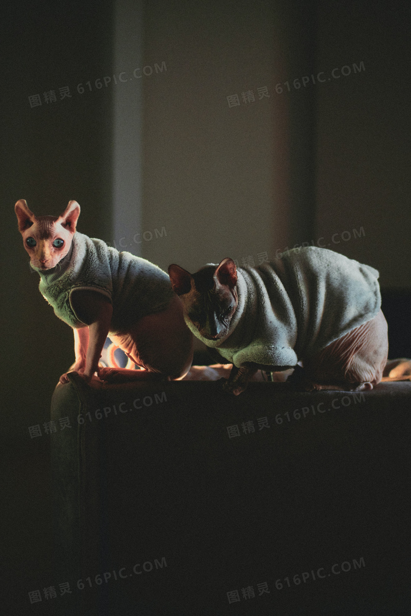 两只无毛猫图片