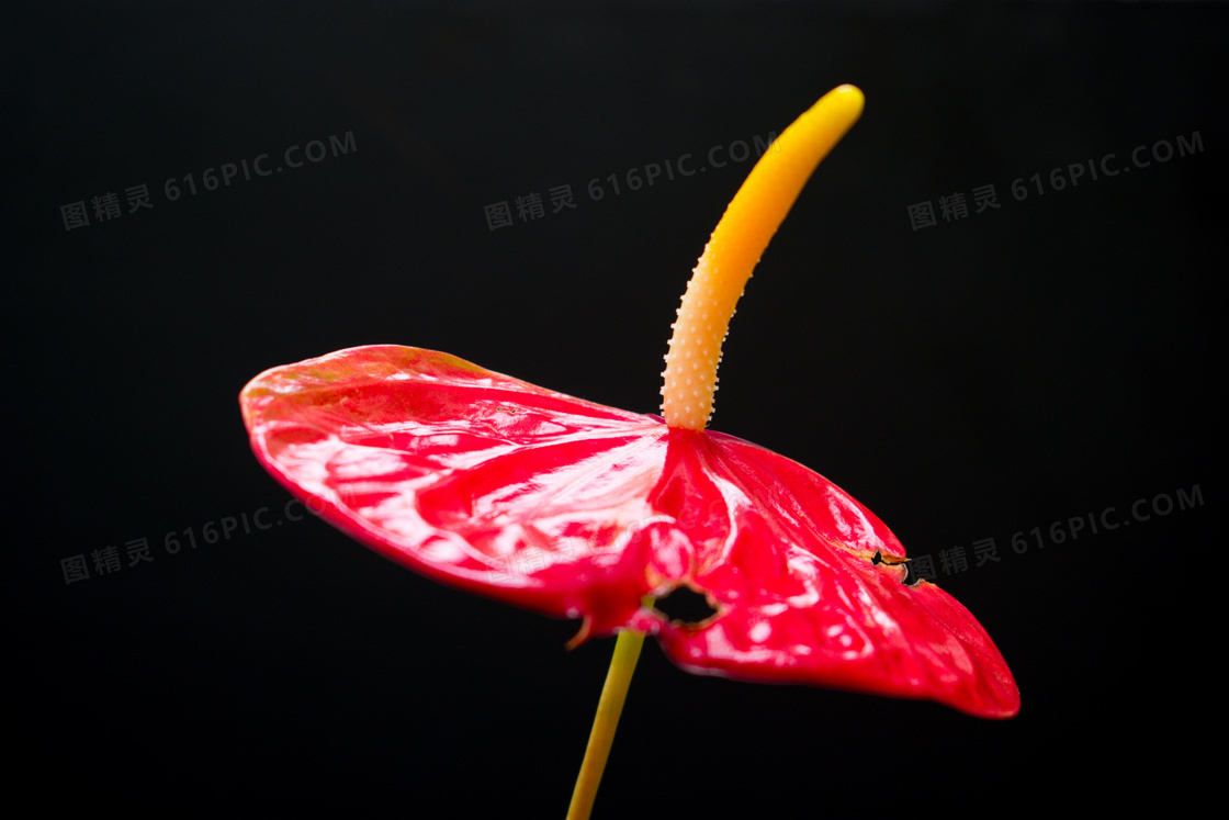 一支红掌花图片