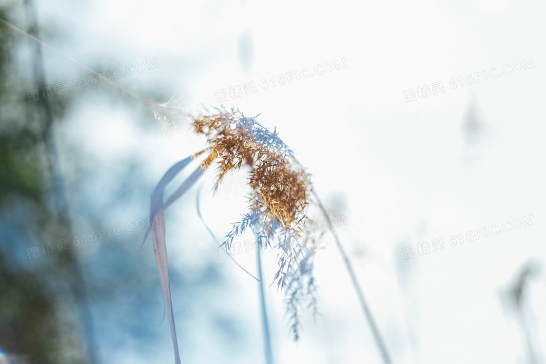 非主流意境花草图片