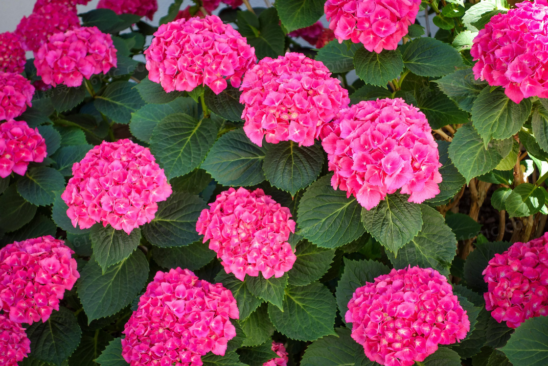 漂亮绣球花图片
