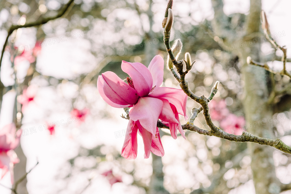 广玉兰花图片 广玉兰花图片大全大图