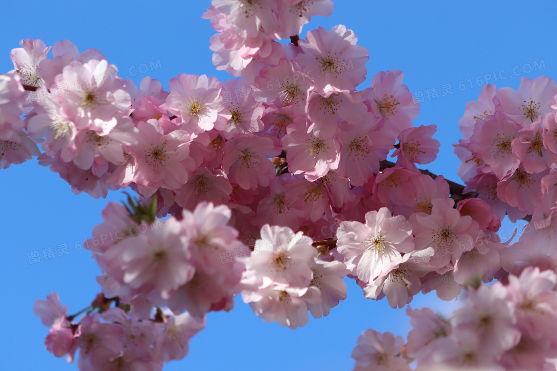 春天樱花枝粉色花朵图片