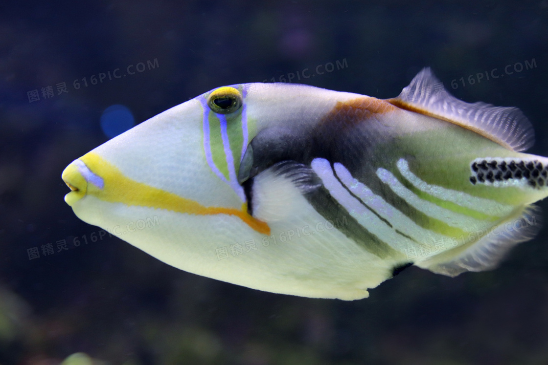 水族馆小鱼观赏图片