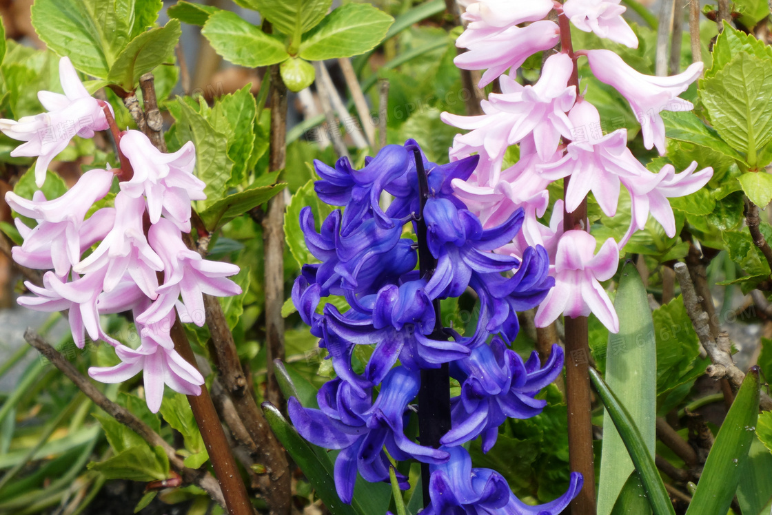 风信子花朵绽放图片