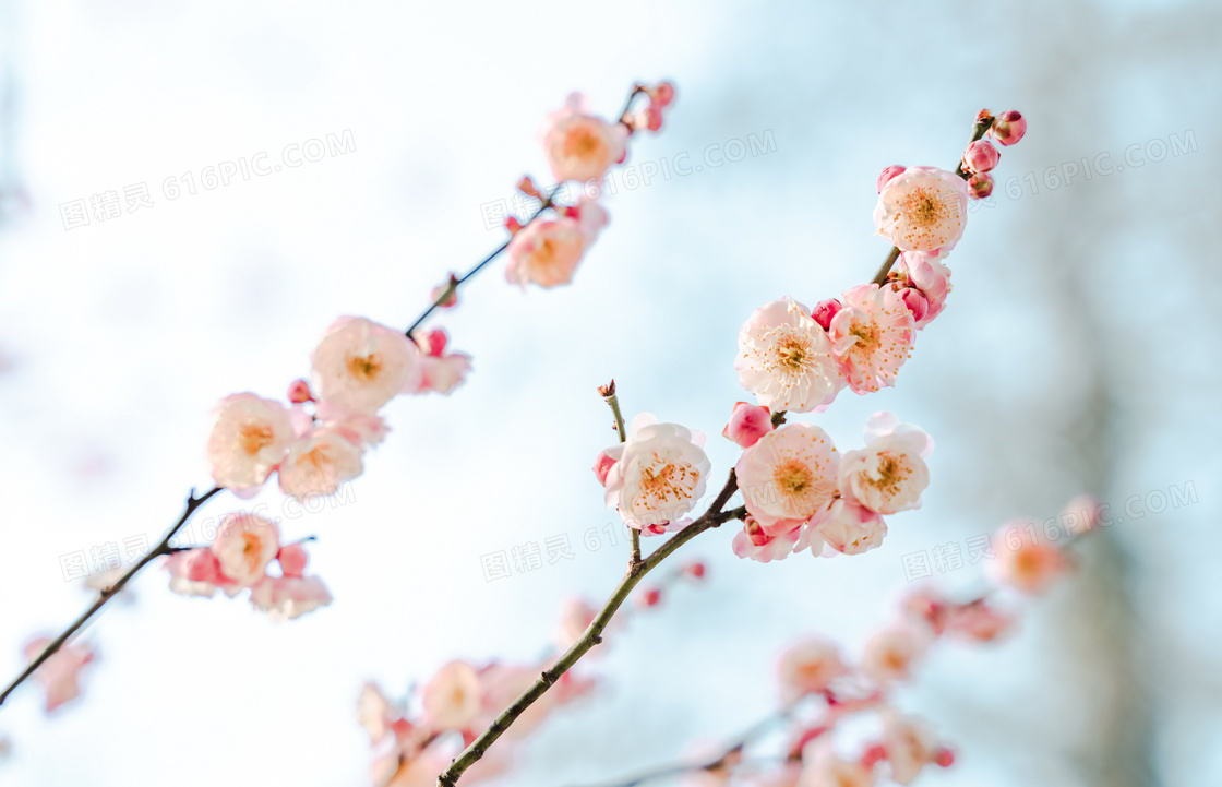 春天梅花美景图片 春天梅花美景图片大全