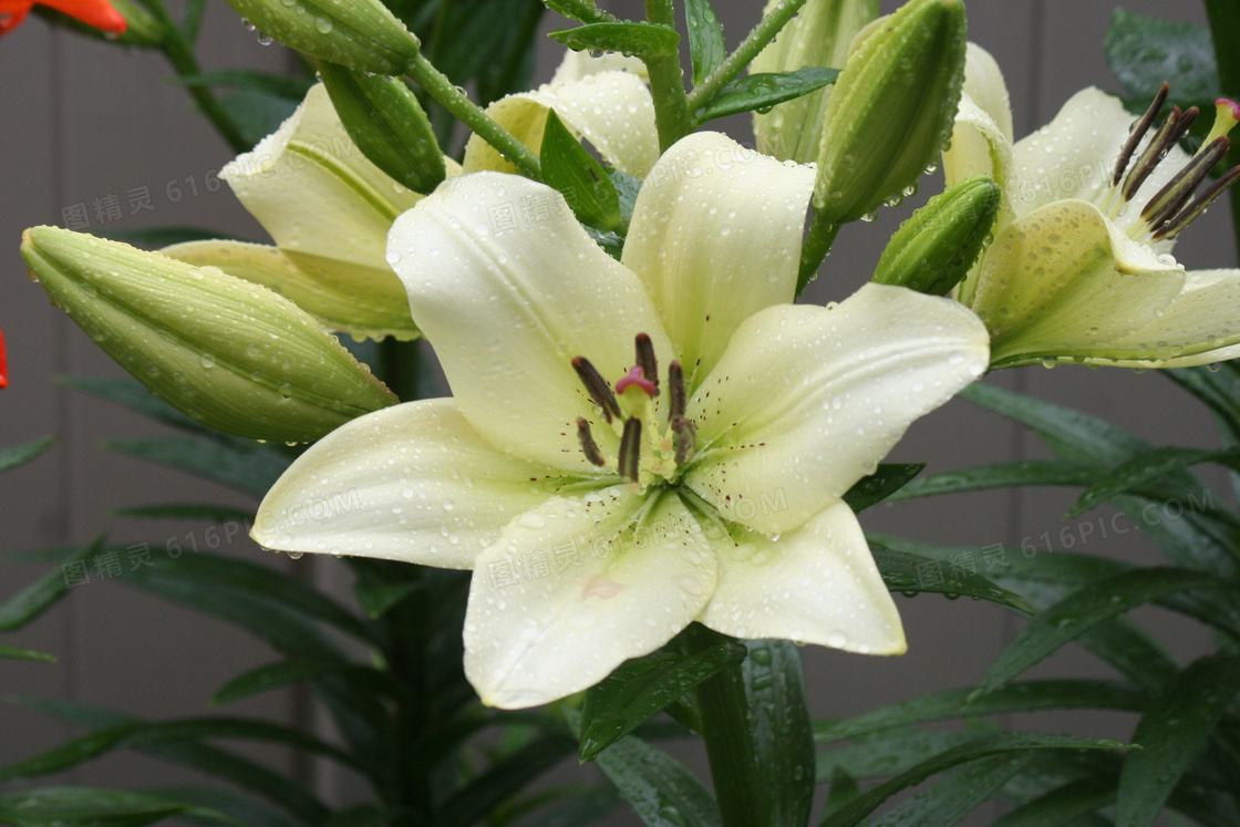 雨后百合花开图片