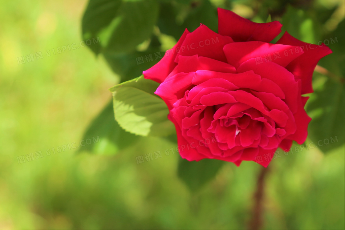 艳丽红玫瑰花朵图片