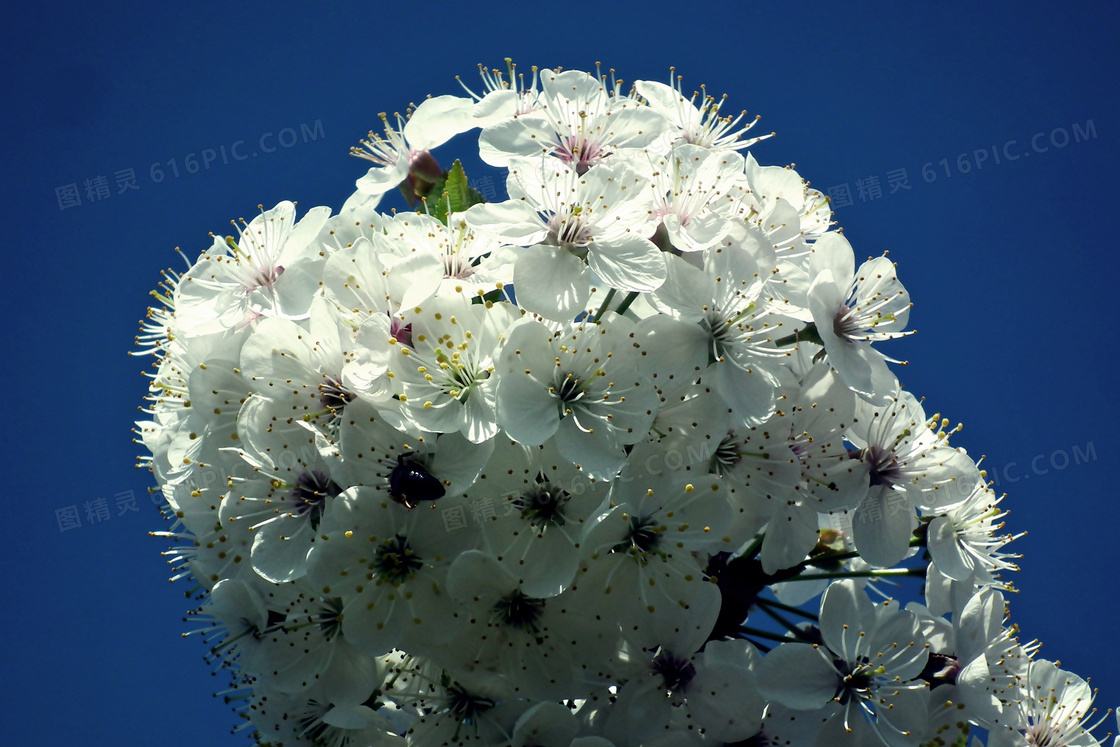 白色樱花高清摄影图片