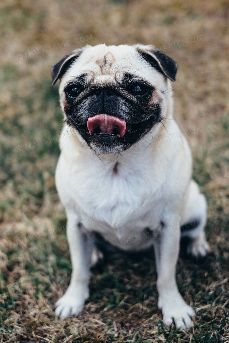 纯种巴哥幼犬图片