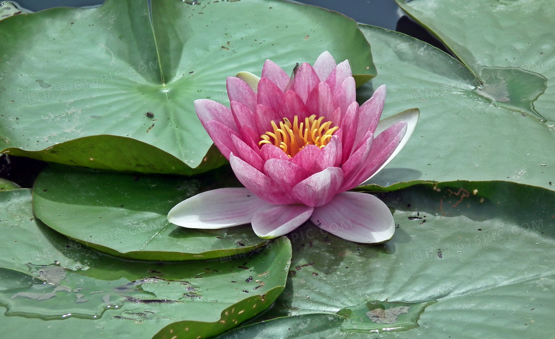 绽放睡莲花图片