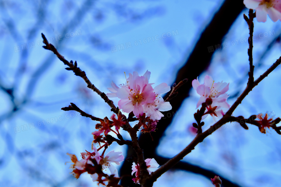 桃花枝桃花摄影图片