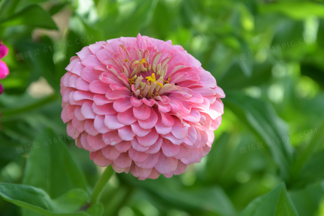 粉色大丽花高清图片