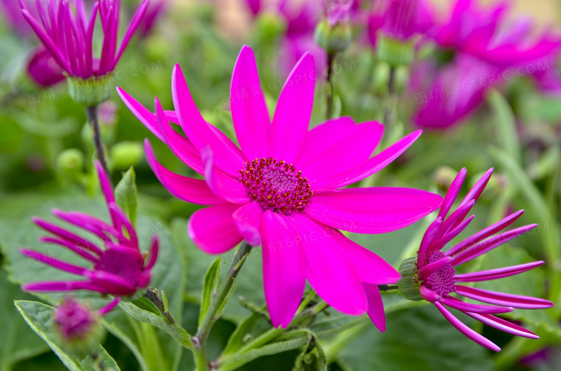 花园漂亮观赏花朵图片