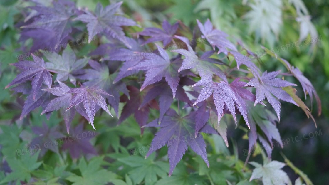 春天枫叶嫩芽图片