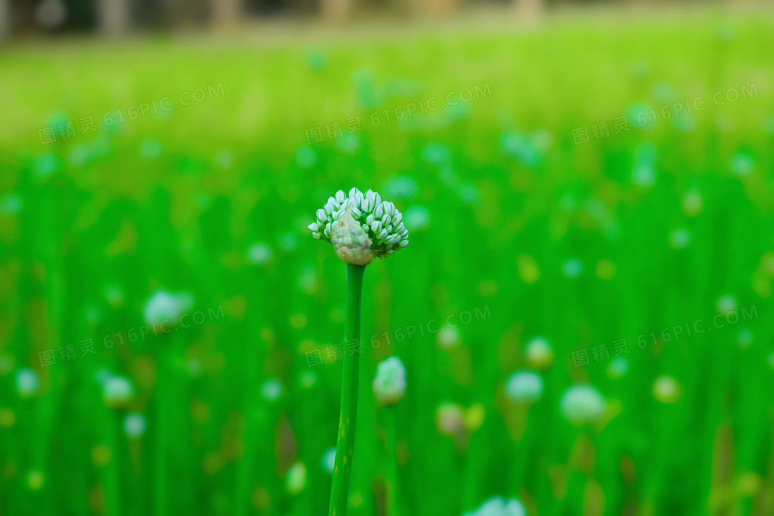 绿色桌面植物背景图片