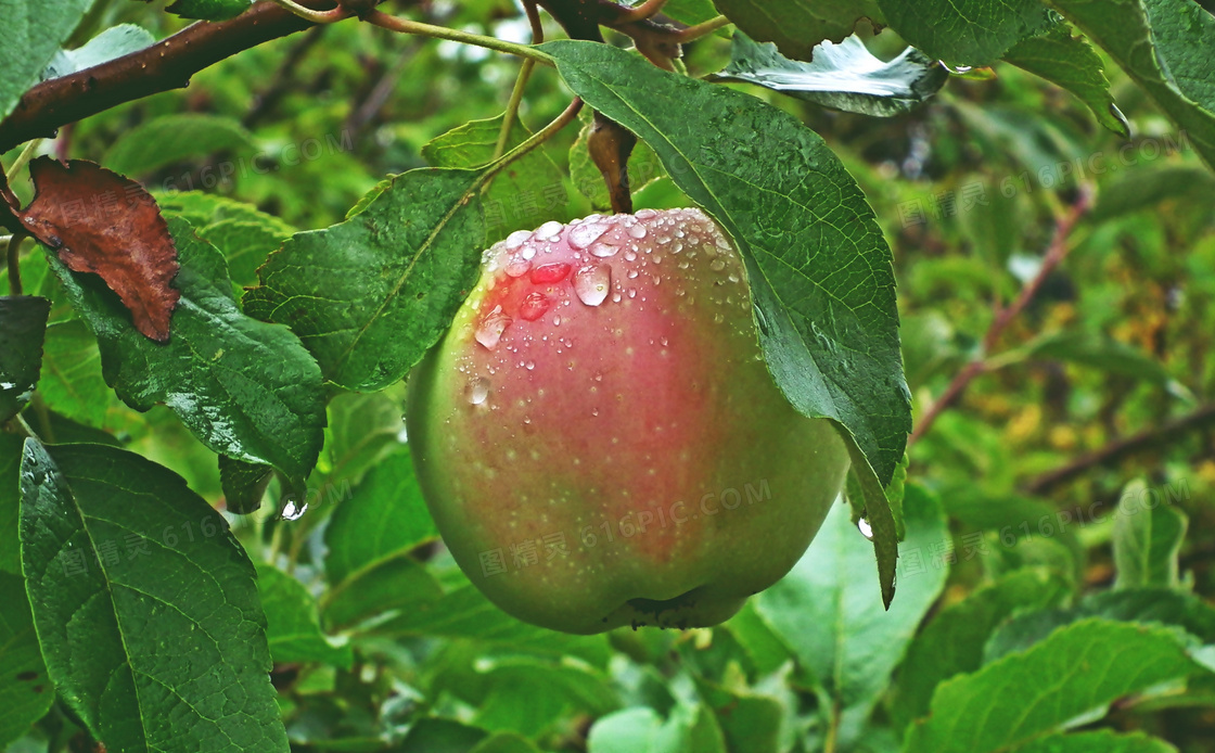 苹果树苹果特写图片