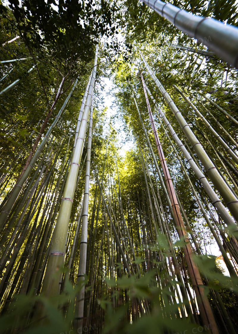 竹叶绿竹子植物绿色风景竹林风光图精灵为您提供竹林高清图片免费下载