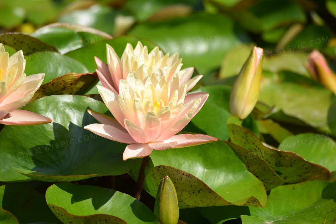 池塘淡粉色睡莲图片