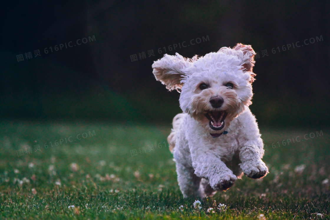 可爱纯种比熊犬图片