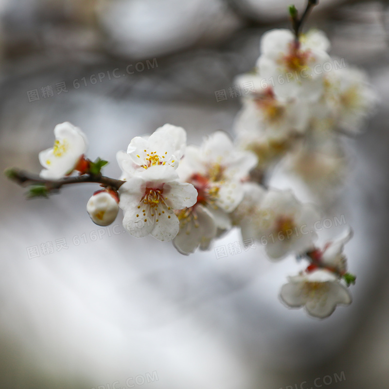 春天发芽梅花摄影图片