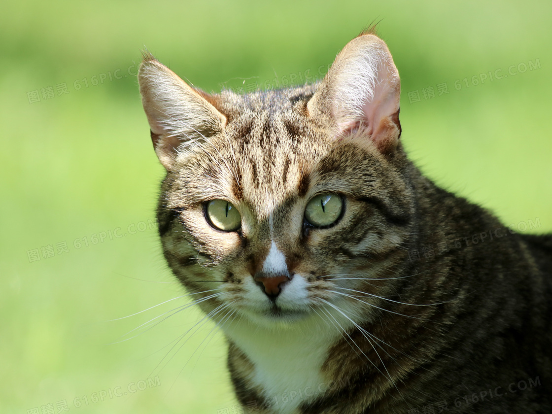 虎斑小猫图片