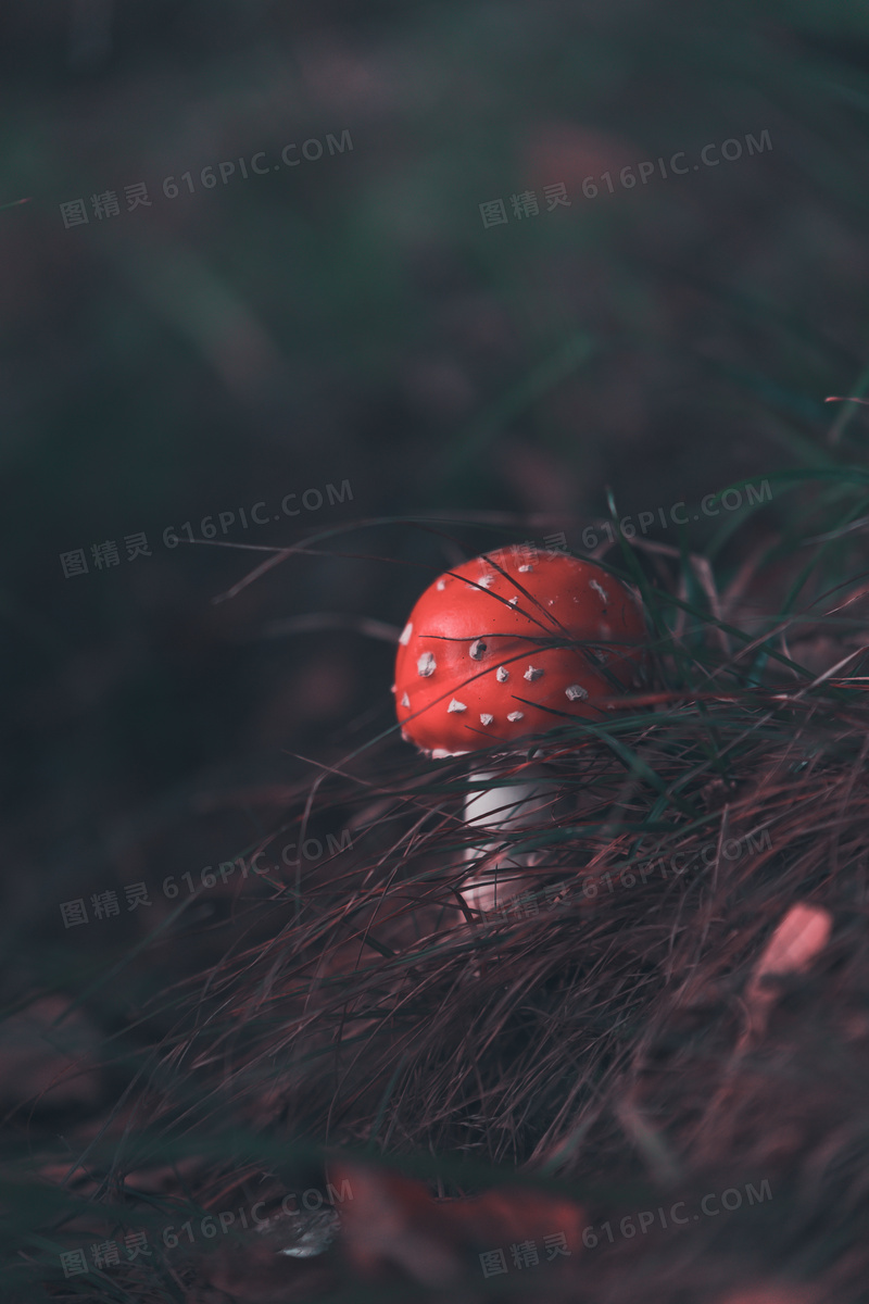 有毒红色蘑菇图片