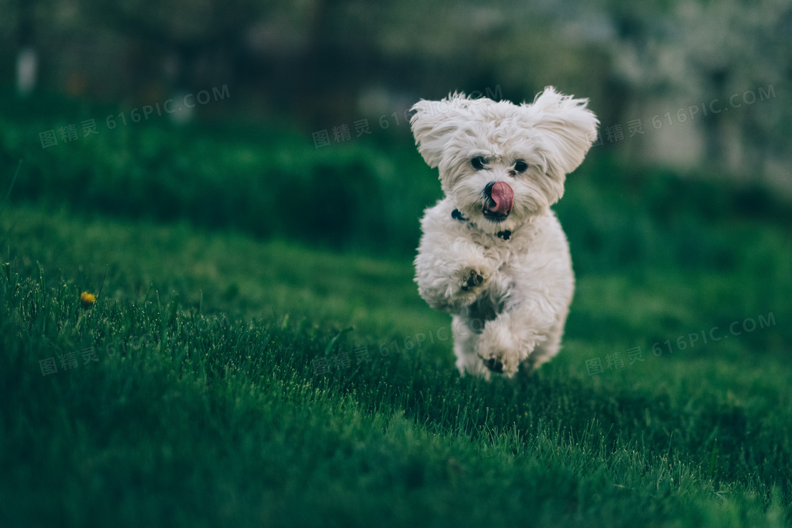 可爱比熊犬图片