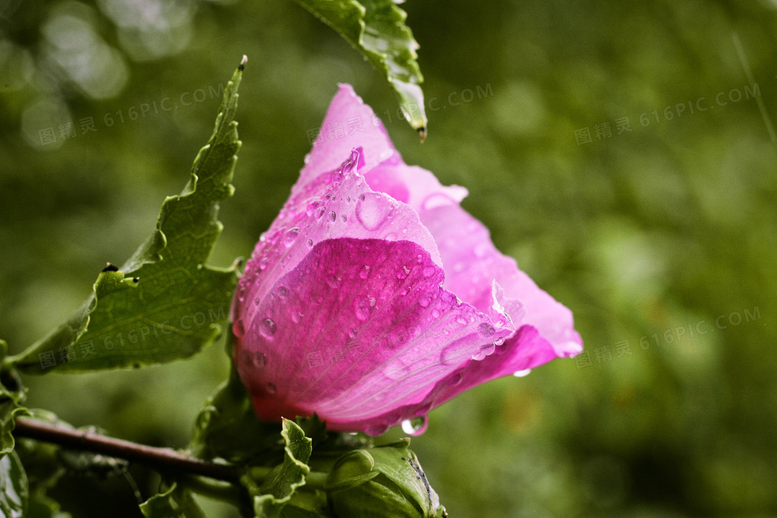 雨后木槿花特写图片