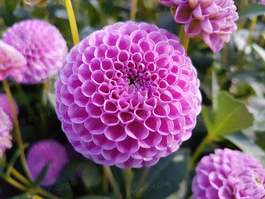 漂亮菊花花朵图片