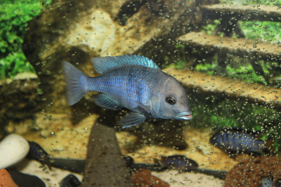 水族馆小鱼儿图片