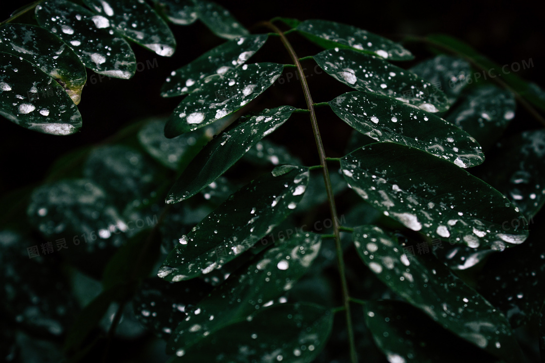 雨后树叶露珠图片