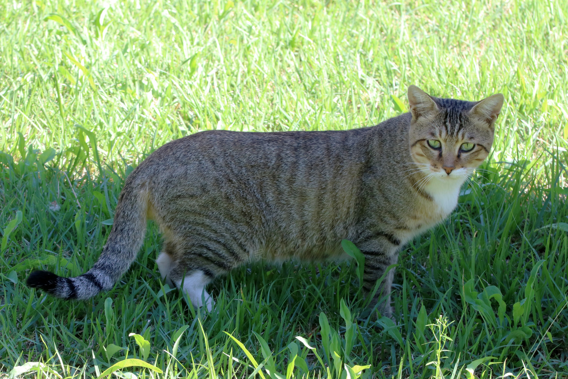 虎斑猫可爱图片