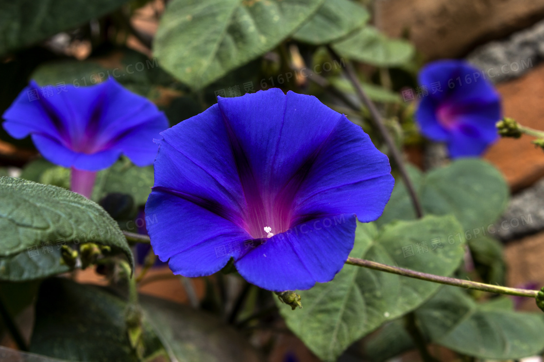 蓝色牵牛花花朵图片