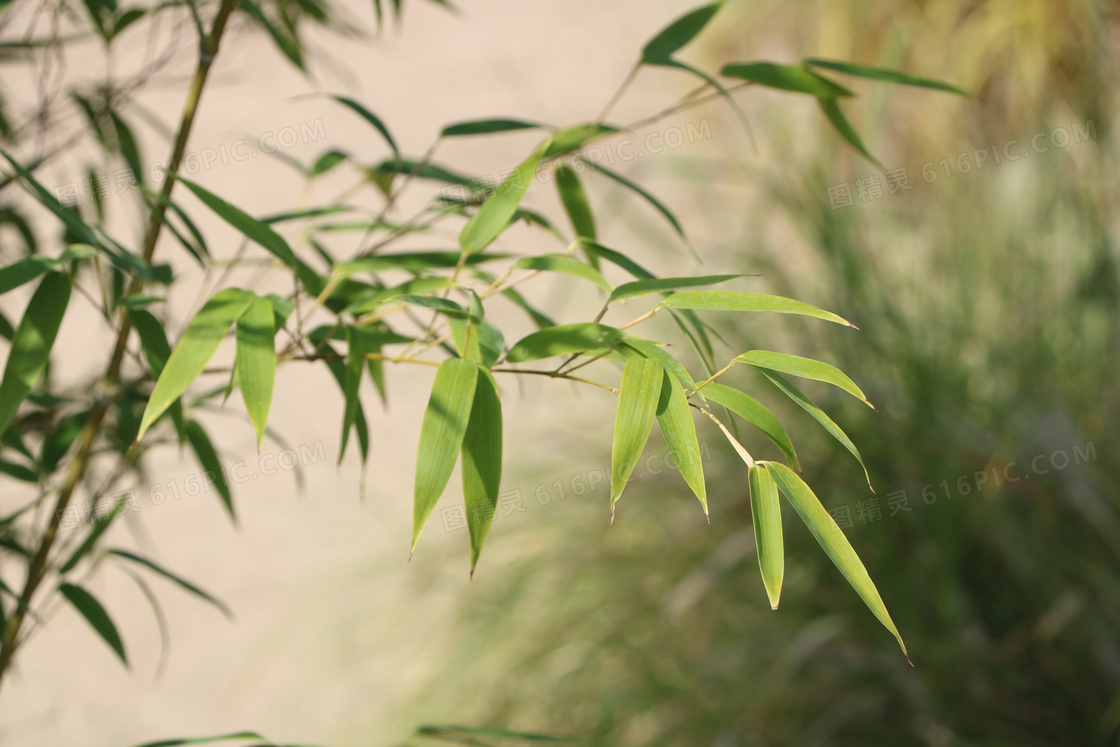 绿色竹林竹叶图片