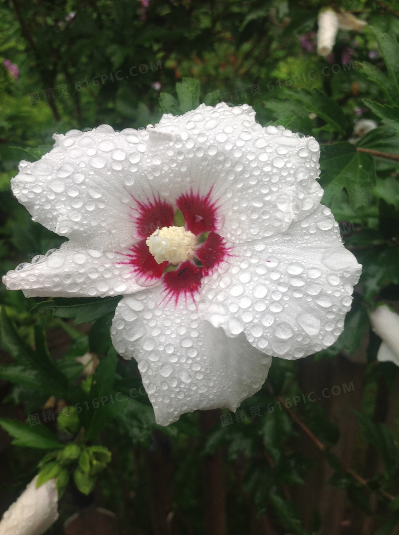 雨后木槿花图片