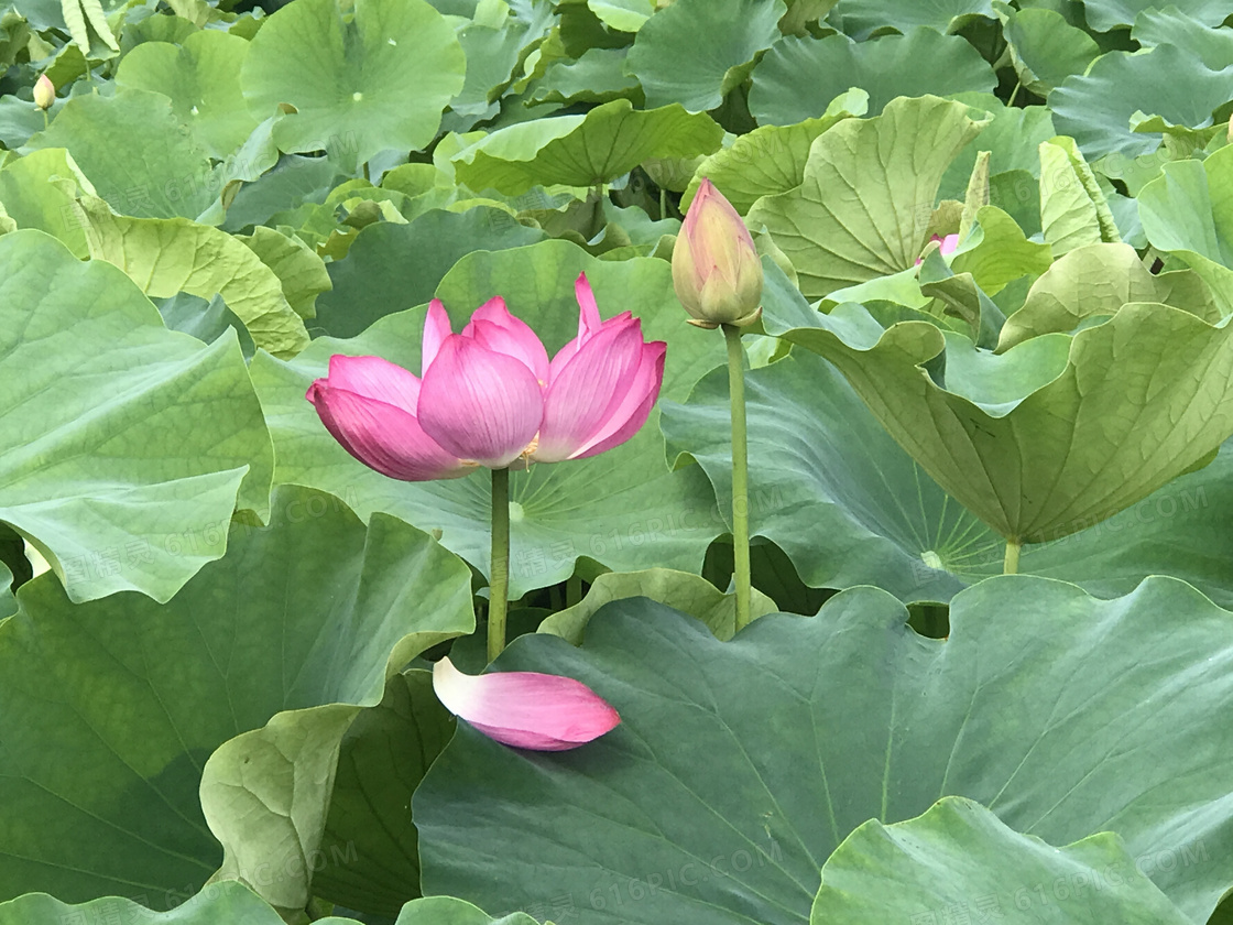 荷花塘风景摄影图片