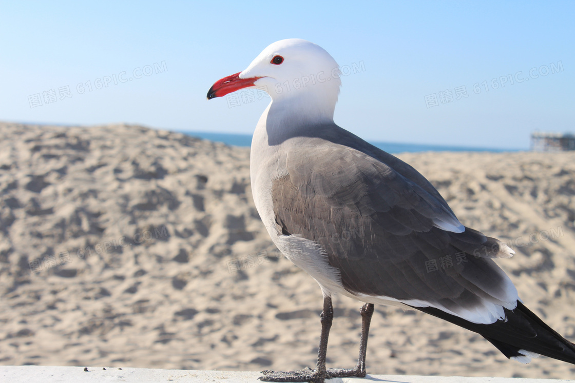 海滩海鸥摄影图片