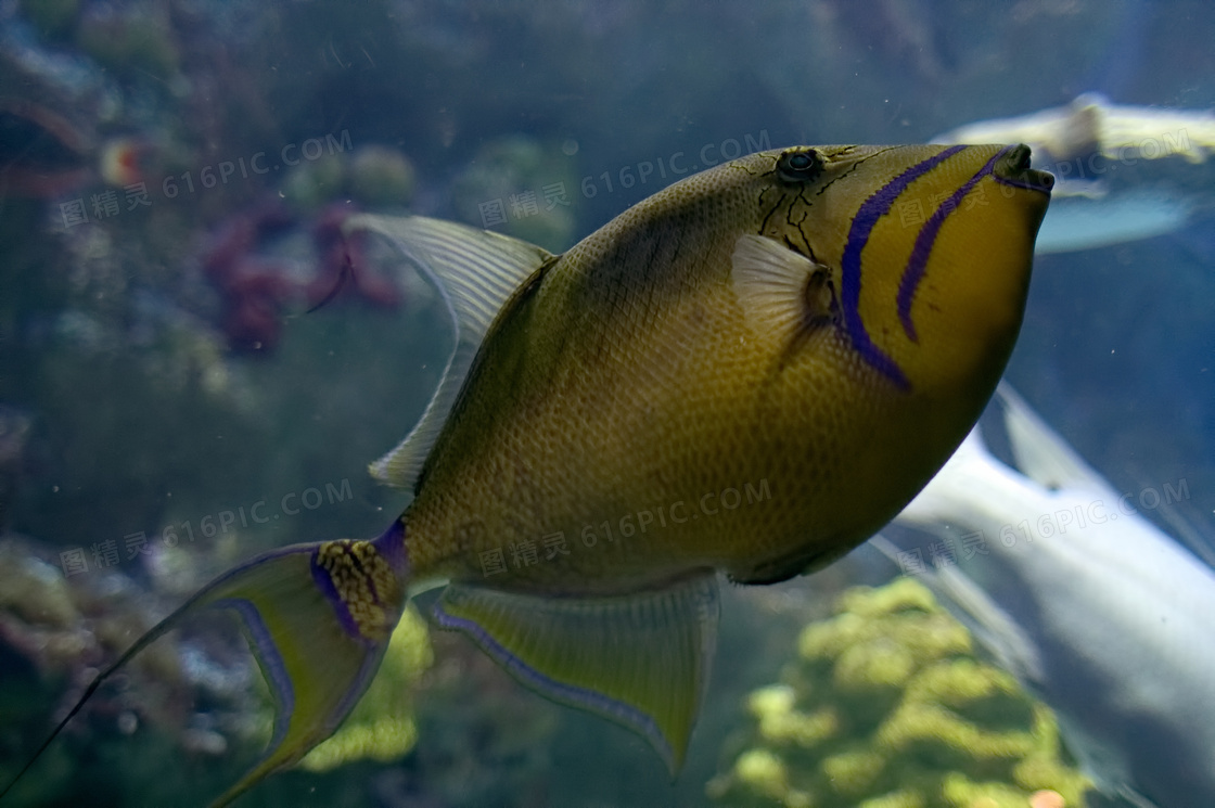 水族馆观赏鱼近景图片