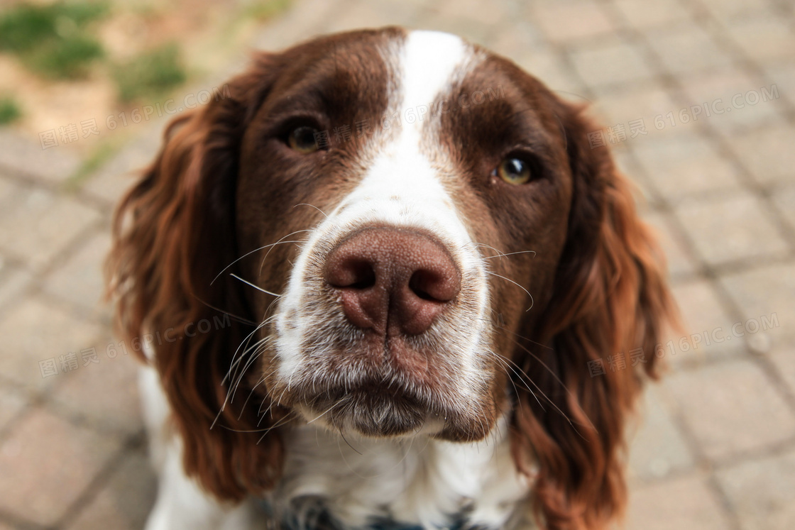 英国史宾格犬图片