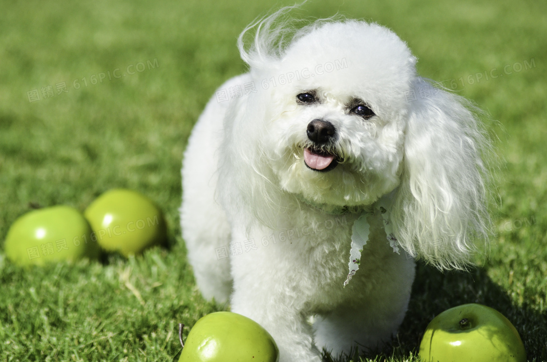 白色毛茸茸比熊犬图片