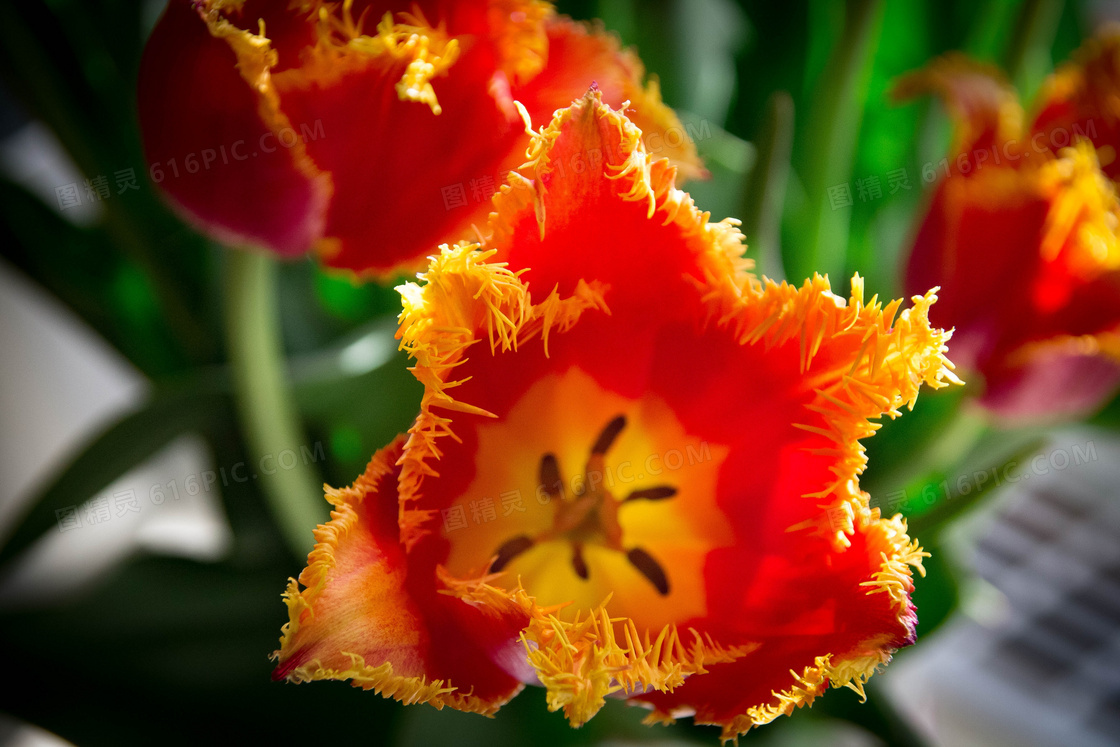 漂亮郁金香花朵图片