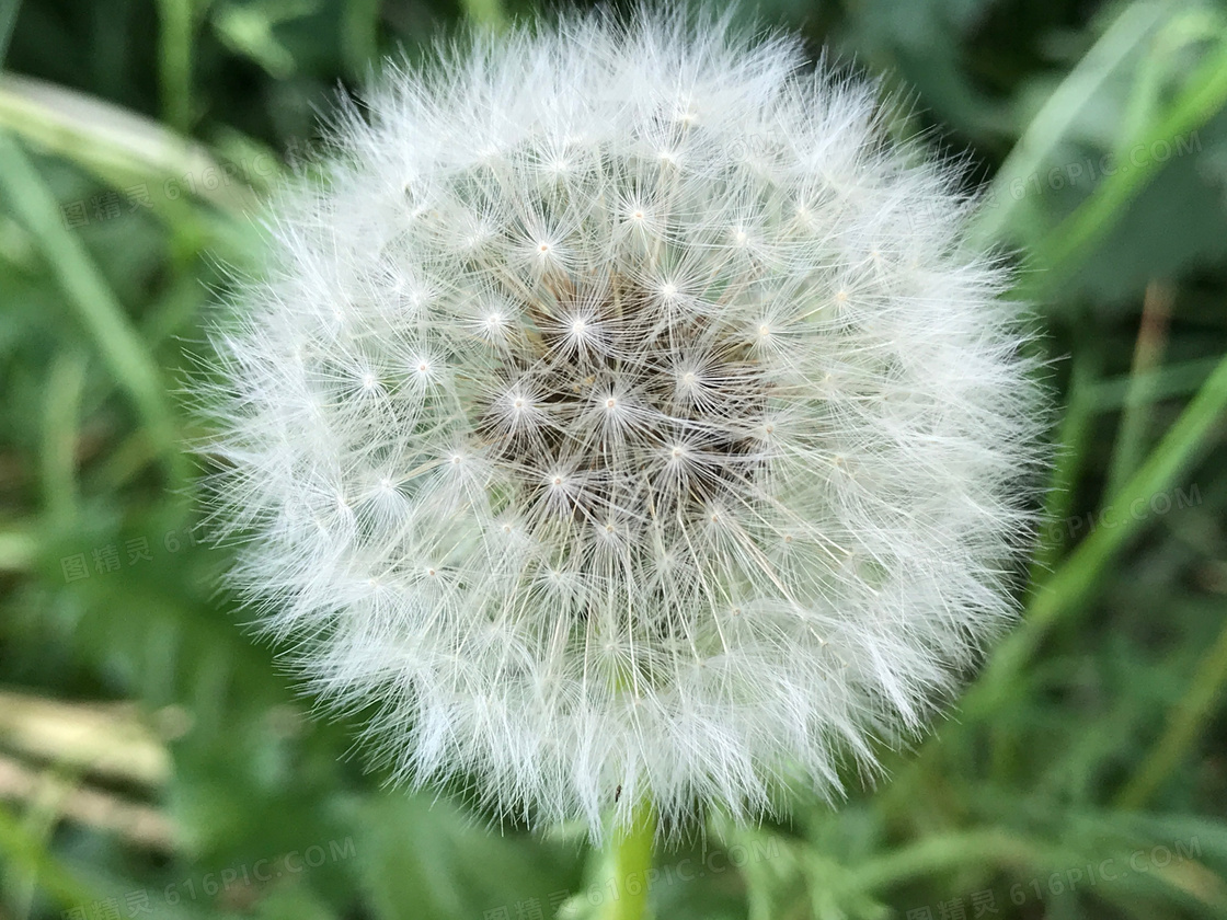 蒲公英花摄影高清图片