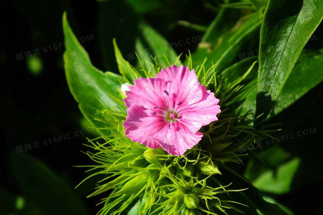 粉色鲜花唯美图片素材